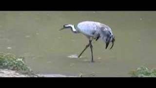 European Crane, Grulla