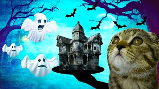 Cat vs the Haunted House- I made a maze for my pet