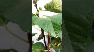 Benefits of figs and fig plant (Ficus carica ) subscribe my channel guys please