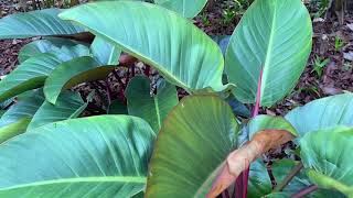 Botanic Gardens, Singapore