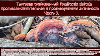 Трутовик окаймленный Fomitopsis pinicola Противовоспалительная и противораковая активность Часть 3