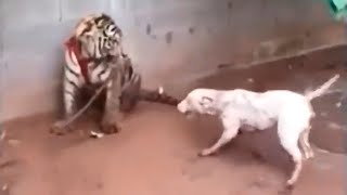 Tiger Against Elephant, Dog, Crocodile, Buffalo