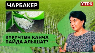 Күрүчтөн канча пайда алышат?