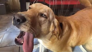 Funny DOGS and CATS videos 2024 🤣🐶 Best Funniest Animal Videos