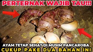 ayam tetap sehat di musim PANCAROBA#ramuanuntukayam