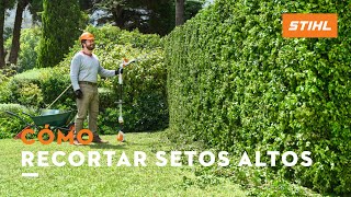 Cómo recortar setos altos con el cortasetos de altura HLA 56 | STIHL