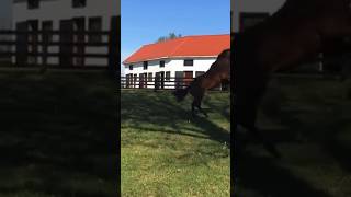 The Cutest mare and foal Ever! 🐴🐎🎥