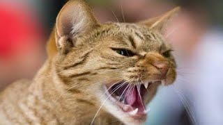 Billi Ki Awaaz | Cat Sound | Cat Voice