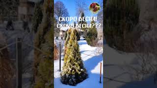 Is it spring? * Разве это весна? * Seedlandia.ru - семена и саженцы декоративных  растений для сада