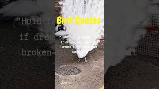 famous whatsapp status 2022 |Birds quotes#shorts