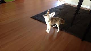 Fennec Foxes Love Playing with bubbles