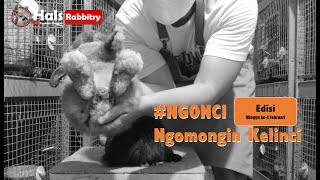 (NGONCI) Ngomongin Kelinci | Minggu ke-4 Februari 2021