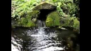 Stoke Abbott drinking spring and animal trough