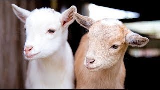 Cute Baby Goats Fooling around 🐐