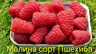 Малина сорт Пшехиба — малиновая сенсация!!! Характеристики и описание.