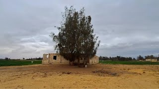 مزرعة تربة رملية 9 فدان موقع مميز في وادي النطرون طريق القاهرة اسكندرية الصحراوي