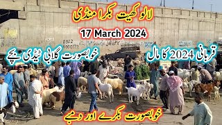 Lalukhet Bakra Mandi Latest Update l 17 March 2024 l Bakra Mandi Today l Bakra Mandi 2024 l