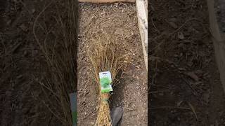 Growing Parsley In Autumn #gardening