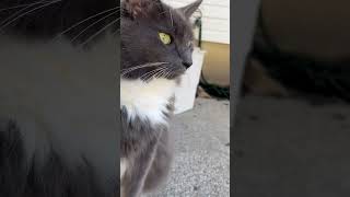 Starring cat #shortvideo #cat #dogememe #dog