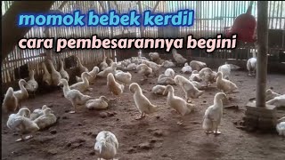 cara mudah murah pembesaran bebek kerdil || penyebab bebek kerdil