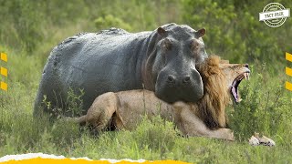 Lion steals newborn baby hippo wide mouth and the end