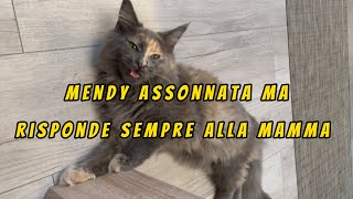 😺Mendy assonnata ma risponde sempre alla mamma 😹🐈‍⬛😻#mainecoonlife #shorts #talkingcat #socutecat