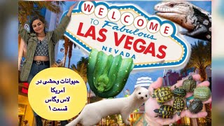 لاس وگاس مغازه حیوانات وحشی  🐍🇺🇸🐊🦡🐢Exotic Animal shop in Las Vegas