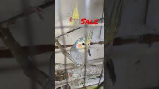 breading pair cocktail birds sale