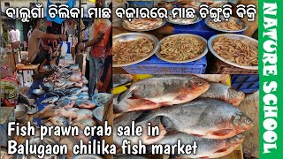 Balugaon chilika fish market visit and fish prawn and crab sale