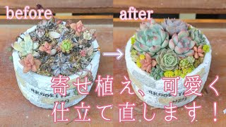 寄せ植え、可愛く仕立て直します！