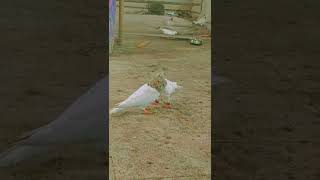 best seen of bird's 😍 WhatsApp status ❤️#animallover #redxpigeon