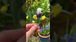 Muscari! 🤩 These are all flowering now: Which is your favourite? #spring #springbulbs #flowers