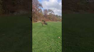 Two Cane Corsos jumping in the air (slow motion)