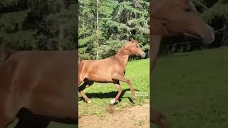 Arabiyan horses, Beauty doesn’t ask for attention #horse #arabian #nature #beauty