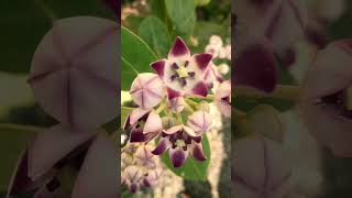 Most Poisonous Plant : Calotropis