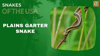 PLAINS GARTER SNAKE