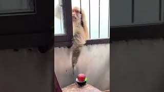 #animal-shorts  | #monkeyprank | #animalworld | #youtubeindiashorts