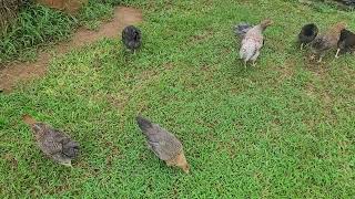 Chicks first time foraging