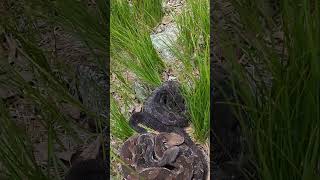 TIMBER RATTLESNAKES AND TRAIL CAMS