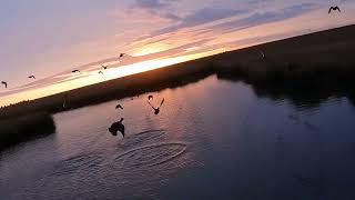 #wild #deer at #sunrise #follow #fyp #trending #nature #beautiful #foryou #shorts #reels #instagram