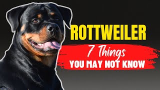 Is a Rottweiler Right for You? - 7 Crucial Factors to Consider Before Adoption DON'T IGNORE