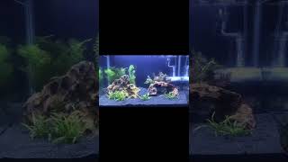 Simple low tech no co2 aquascape. Before and after 2 months