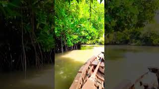 😍world second largest mangrove forest pichavaram #shorts