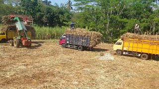 Sugarcane truck quickly practically loads sugar cane with tractor