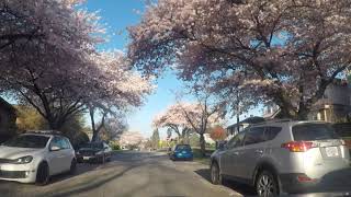 Looking for Cherry Blossoms, Burnaby, BC, April 2020