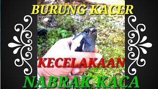 RAWAT BURUNG KACER KECELAKAAN#burungkacer@DickyChannel151.