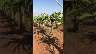 Dragon fruit farming #Dragon fruit #shorts