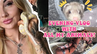 MY NIGHT TIME ROUTINE WITH 40+ PETS! (DOGS, FERRETS, REPTILES & MORE!)