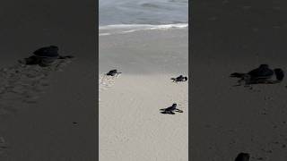 Cute baby turtles running to the ocean #travel #cayolargo #babyturtles