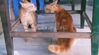 ngakak, kucing berantem tapi lucu #shortsvideo